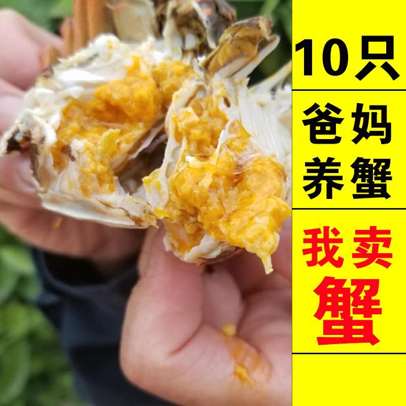 江苏长荡湖大闸蟹自产自销电商一件代发