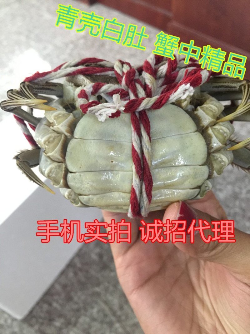 江苏长荡湖大闸蟹自产自销电商一件代发