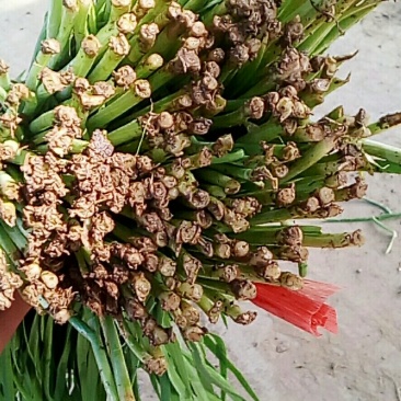 大棚韭菜众志成城关爱武汉