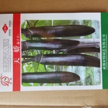天骄茄子牛商推荐量大从优