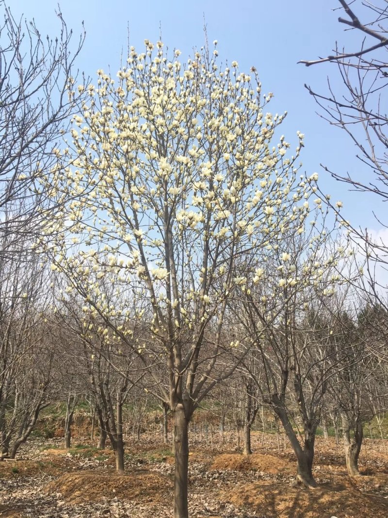 15公分各种颜色玉兰