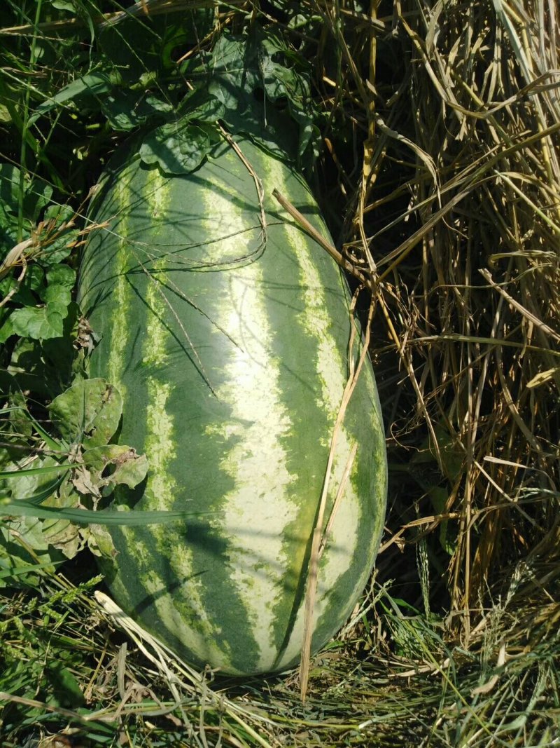 桂林精品皮二855西瓜大量上市，平均二十四斤左右每个，