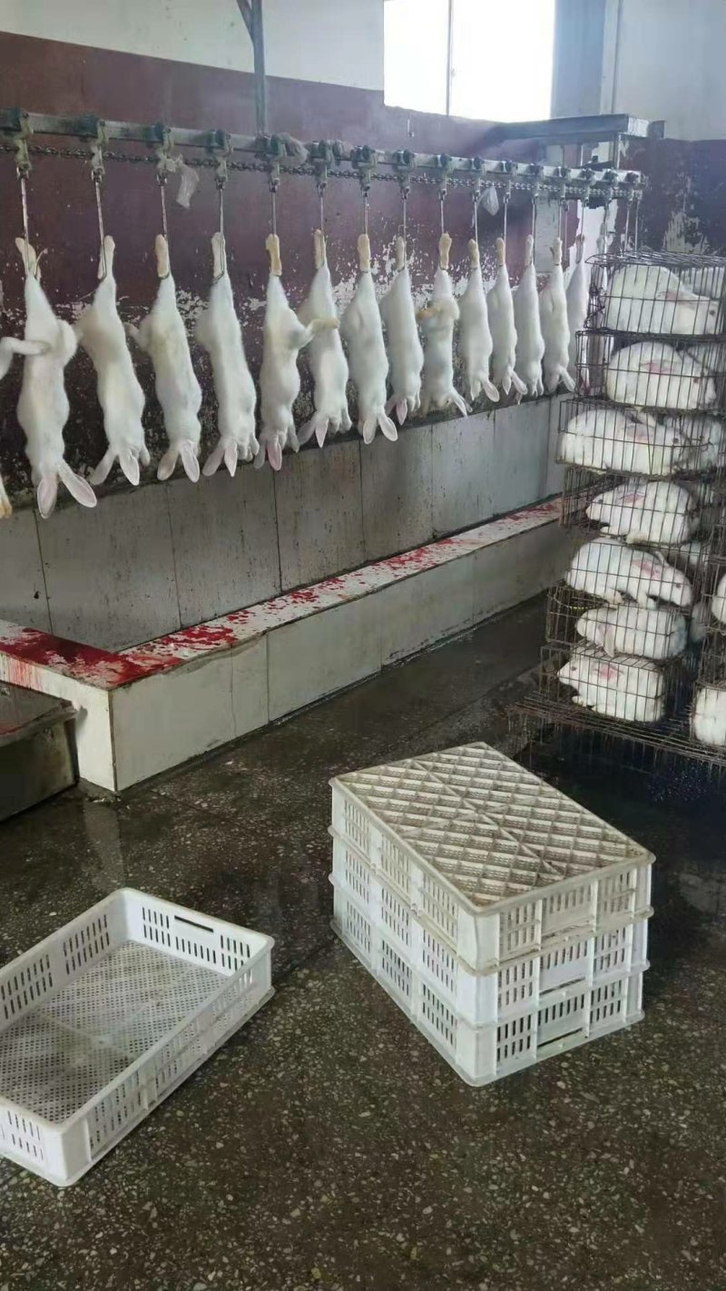 批发兔肉，批发兔排，兔腿