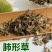 肺形草，蝴蝶草千余品种供应承接订单