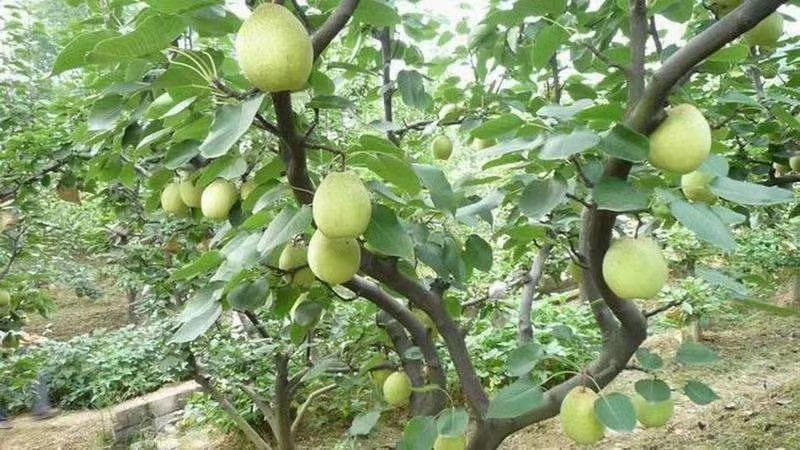 金花梨