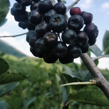 黑果花楸
