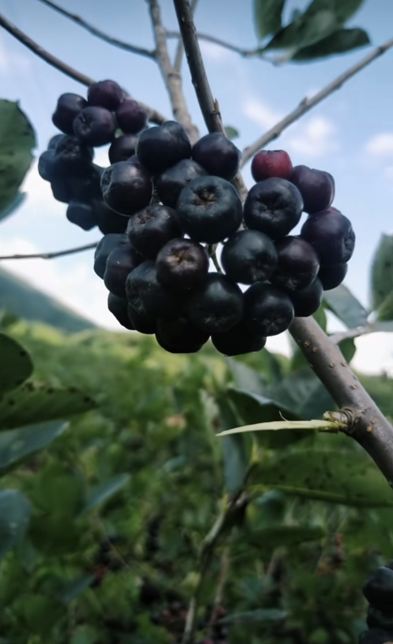 黑果花楸