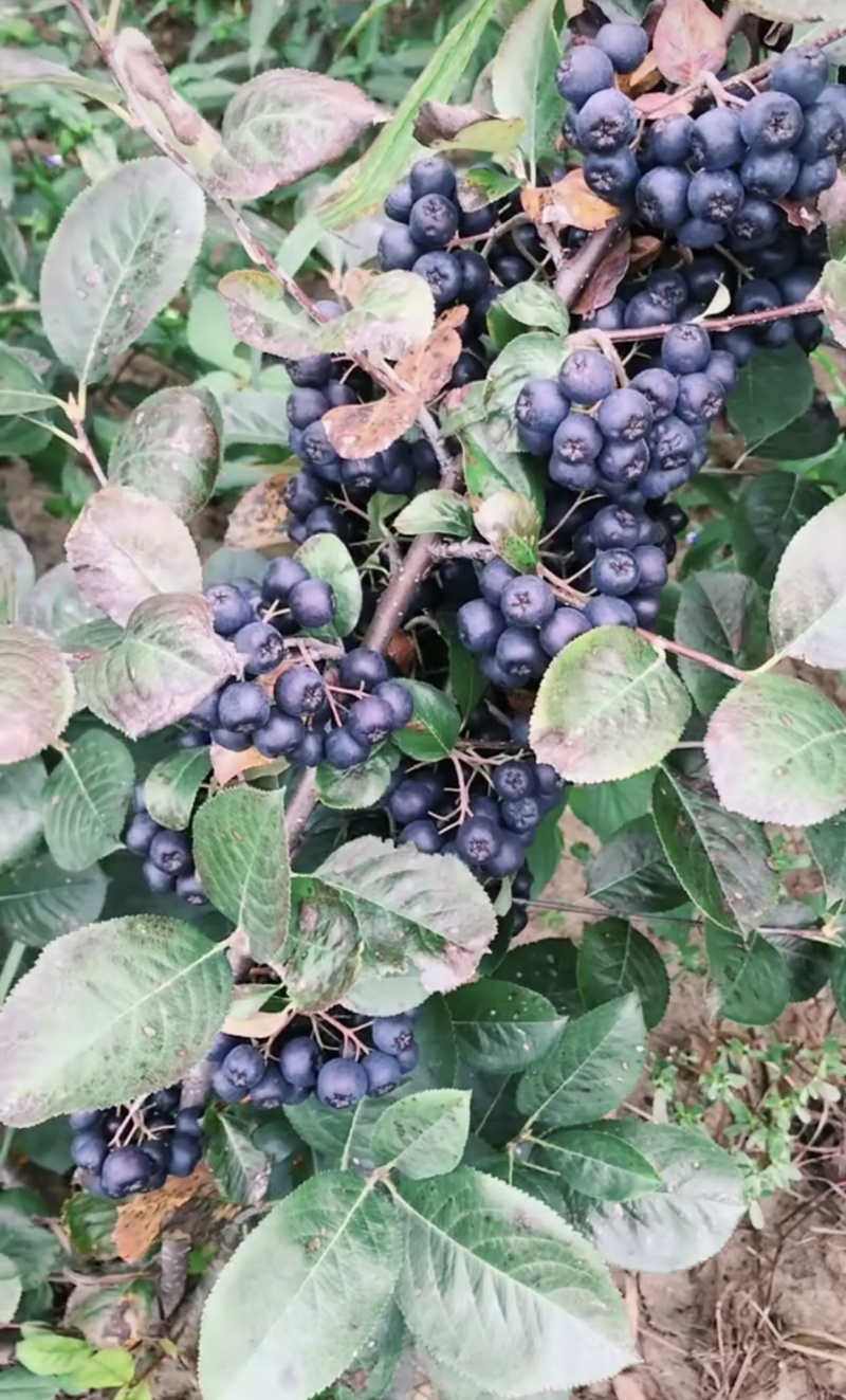 黑果花楸