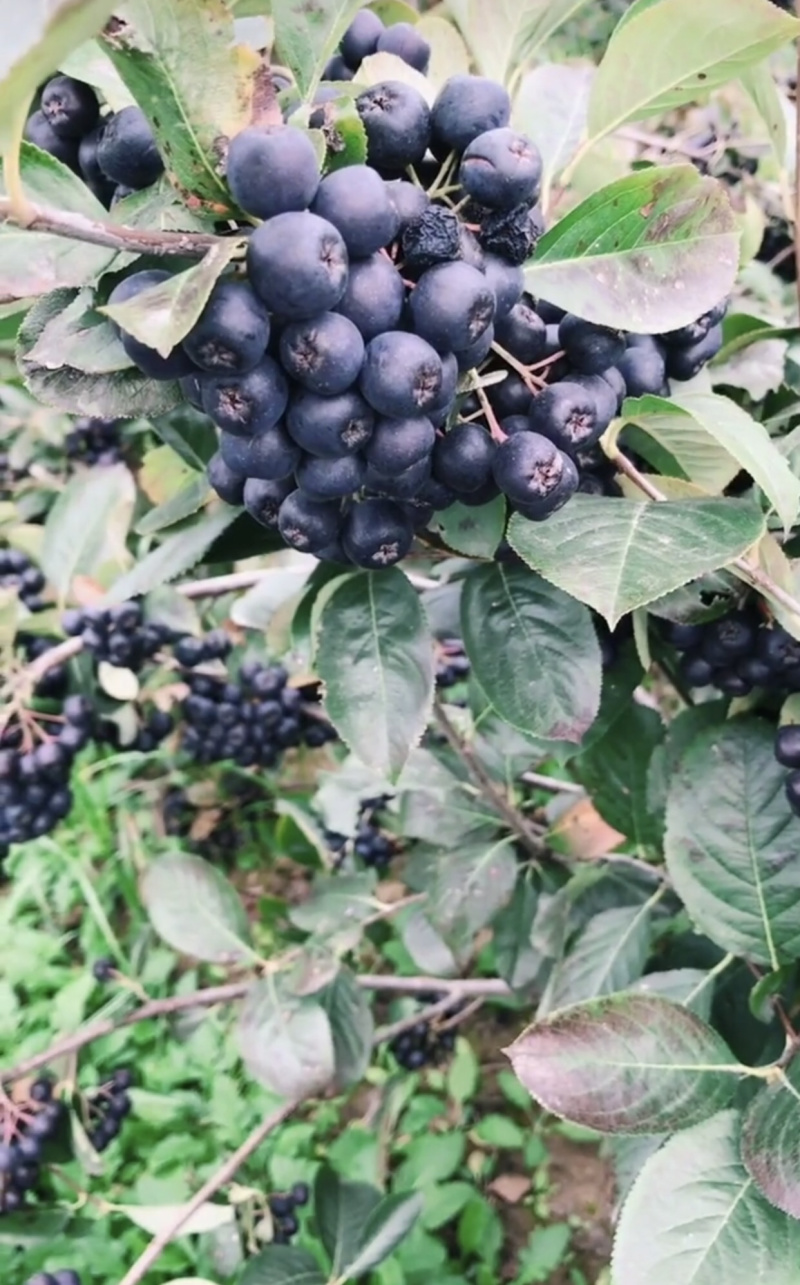 黑果花楸