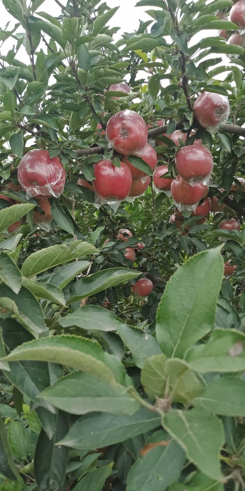 中秋王大量上市，纸加膜斗南
