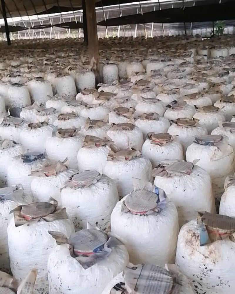 大量供应健康的，平菇菌棒，
