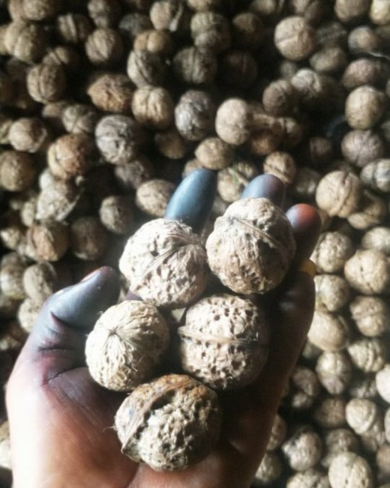 老树核桃