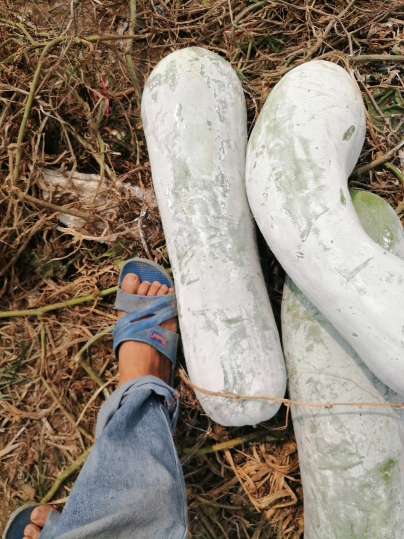 白皮长条冬瓜大量有货了，产地直供可视频看货，有需要的老板