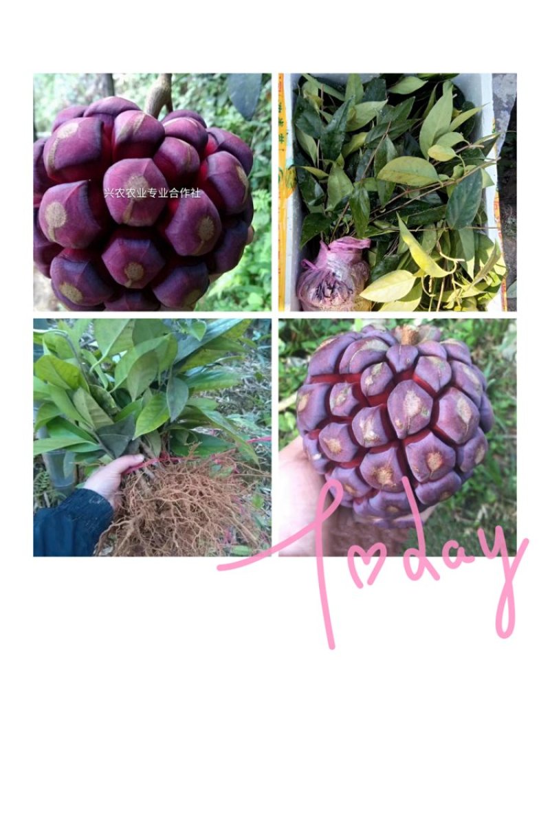 🔥满减100送10株【布福娜】大厚叶巨果精品包活包技术