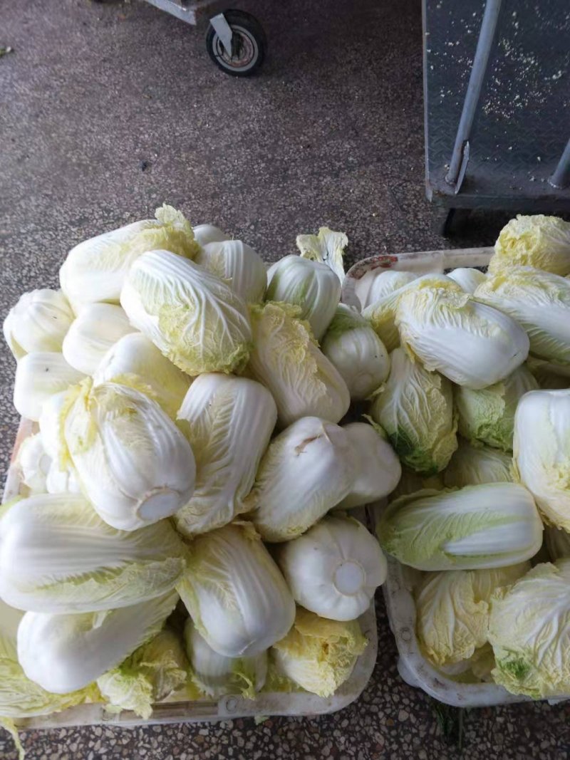 永登娃娃菜