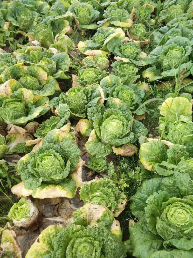 永登娃娃菜