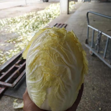 永登娃娃菜