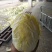 永登娃娃菜