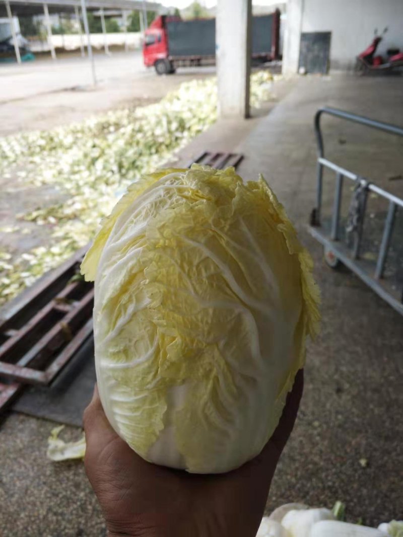 永登娃娃菜