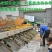 麻阳冰糖橙，口感香甜皮溥无籽一件代发，量大从优