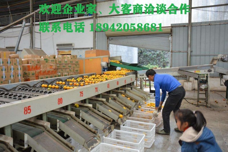 麻阳纽荷尔脐橙口感香甜无籽皮溥孕妇水果谢绝零售一千斤起
