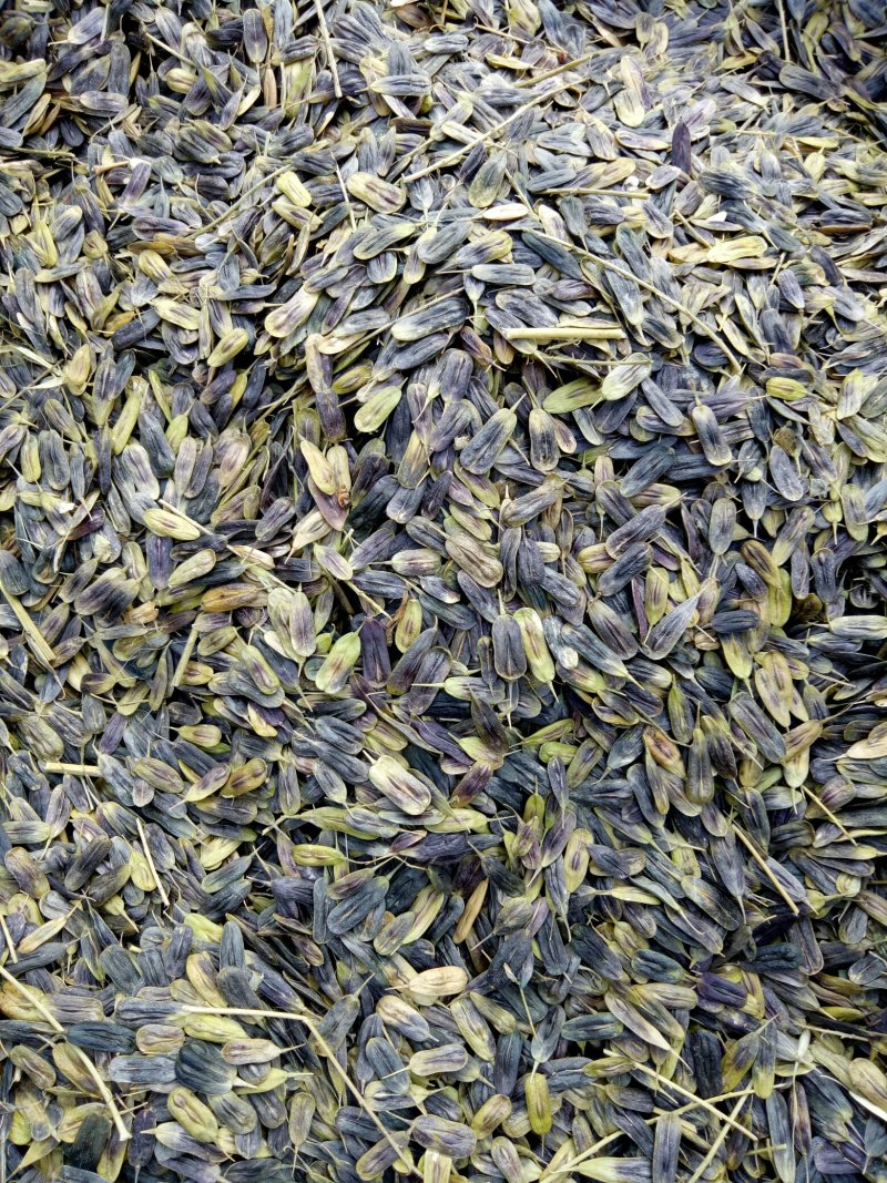 板蓝根种子