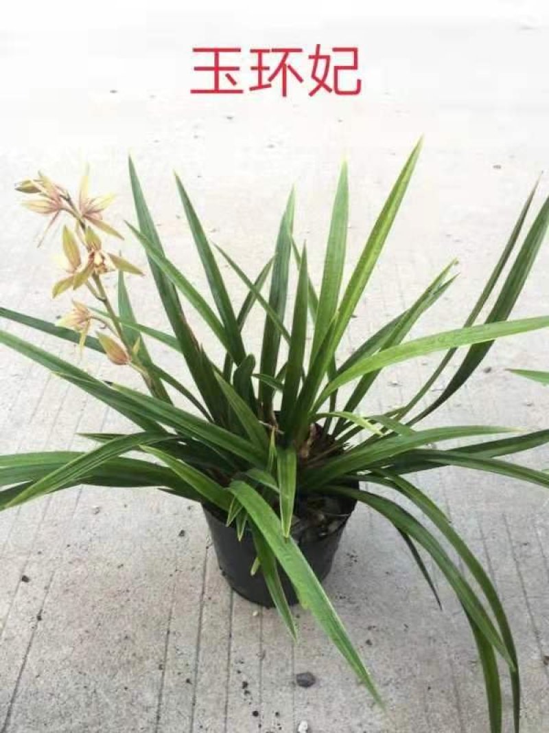 浓香型兰盆栽室内阳台庭院绿植四季常青