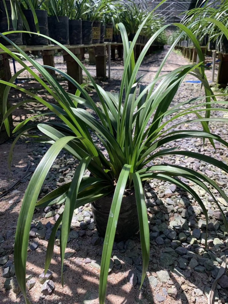 浓香型兰盆栽室内阳台庭院绿植四季常青