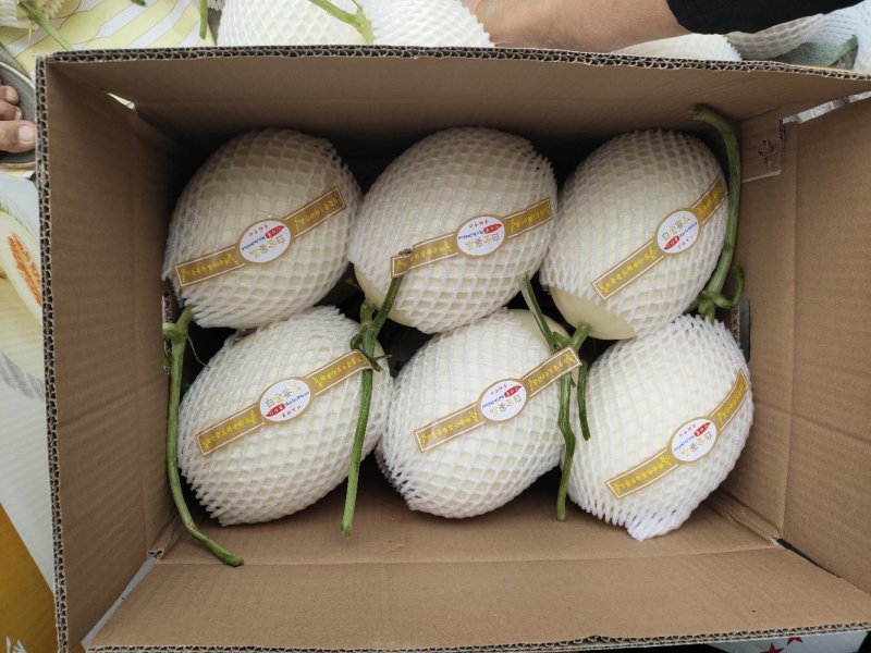 脆梨甜瓜，白金蜜，甜瓜香瓜哈密瓜基地！产地大量供应