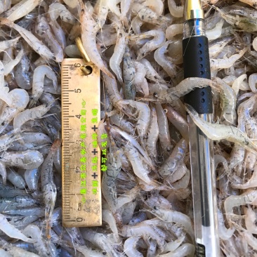 中小虾2到3公分饮用水河虾一手货源30斤起步发货