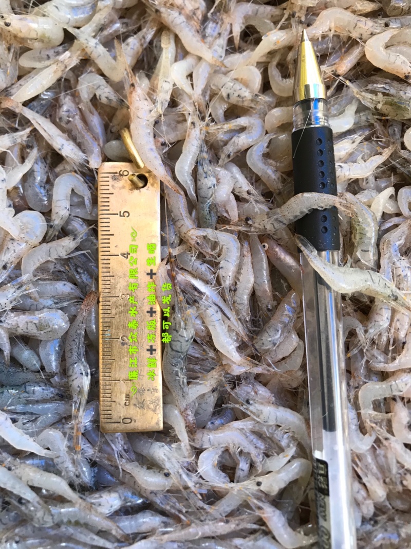 中小虾2到3公分饮用水河虾一手货源30斤起步发货