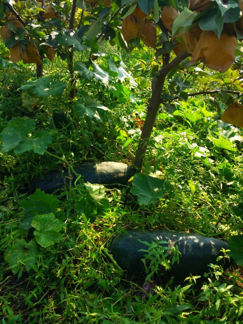果园冬瓜顶呱呱