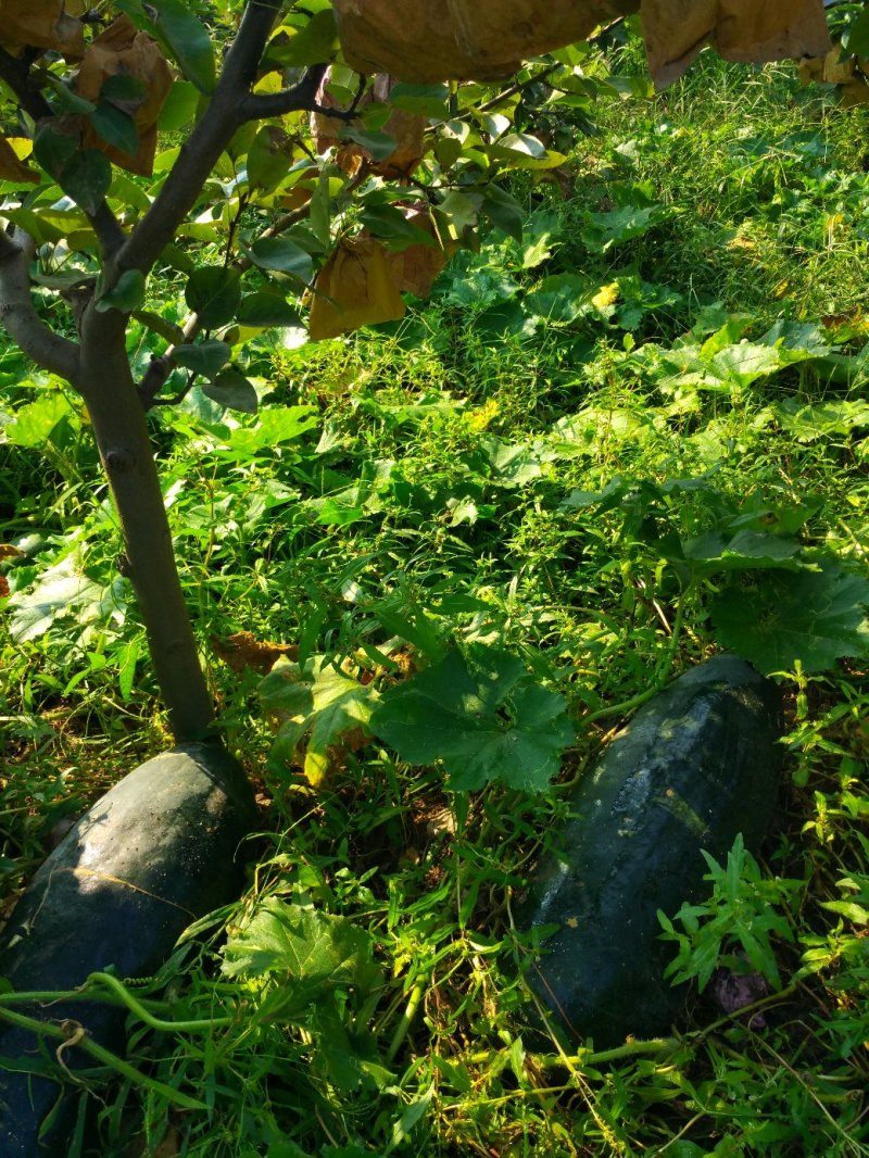 果园冬瓜顶呱呱