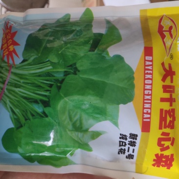 大叶空心菜种子植株半直立品质佳