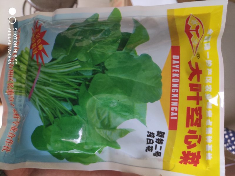 大叶空心菜种子植株半直立品质佳