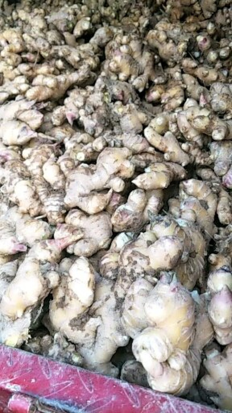 云南2黄姜云南小黄姜质量好保质保量货量大