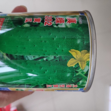 真绿202水果型黄瓜种子
