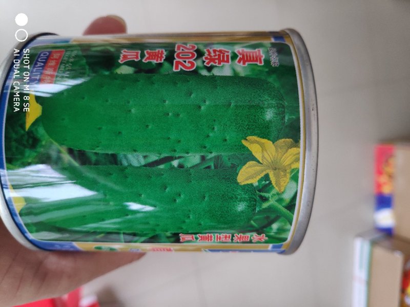 真绿202水果型黄瓜种子