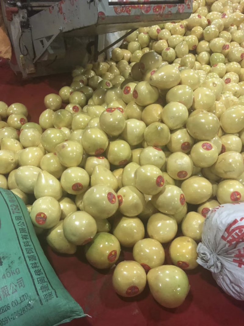 🧡官溪蜜柚红心柚口感好产地直发大量供货