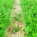 软枝香橙抗病抗酸碱是嫁杂交柑桔苗理想的选择