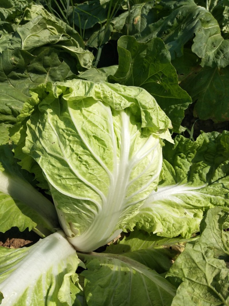 夏阳白菜，2020年白菜上市，现出现装，