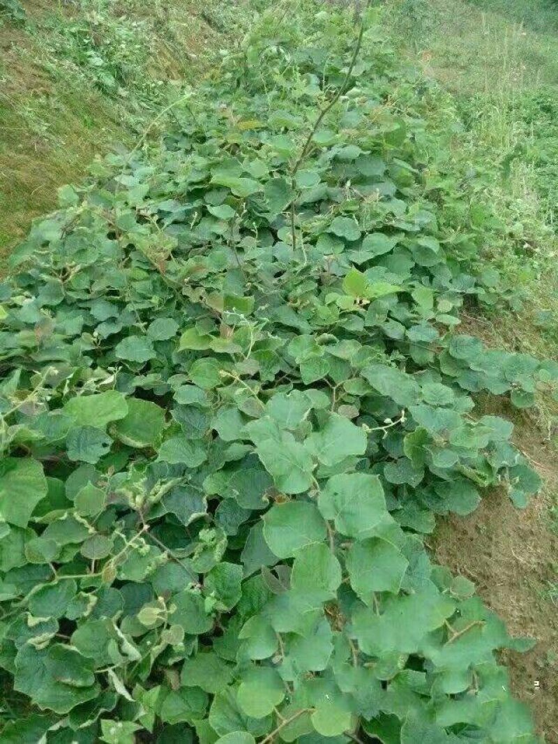 猕猴桃苗（红阳红心徐香翠绿…）