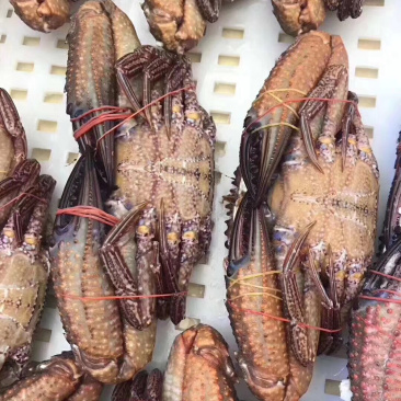 黑蟹巨能补钙规格1斤左右