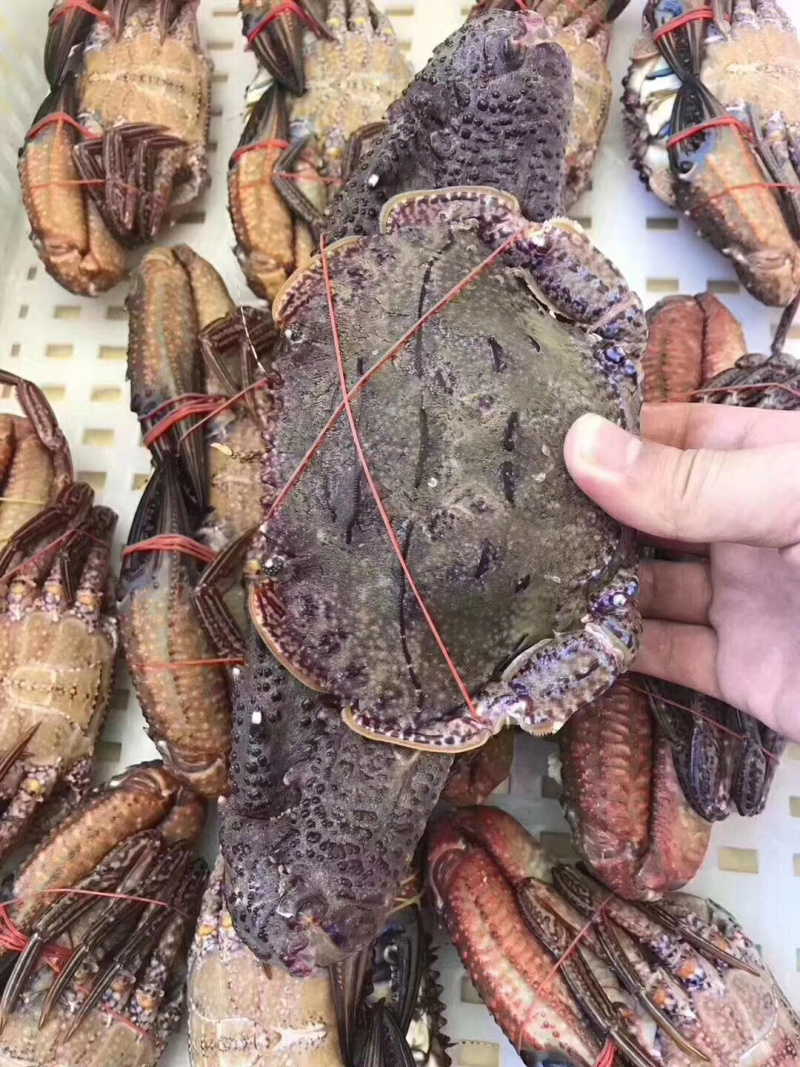 黑蟹巨能补钙规格1斤左右