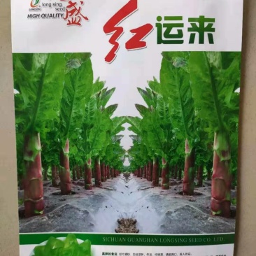 红运来香莴笋种子早熟耐寒皮薄紫红色