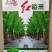 红运来香莴笋种子早熟耐寒皮薄紫红色