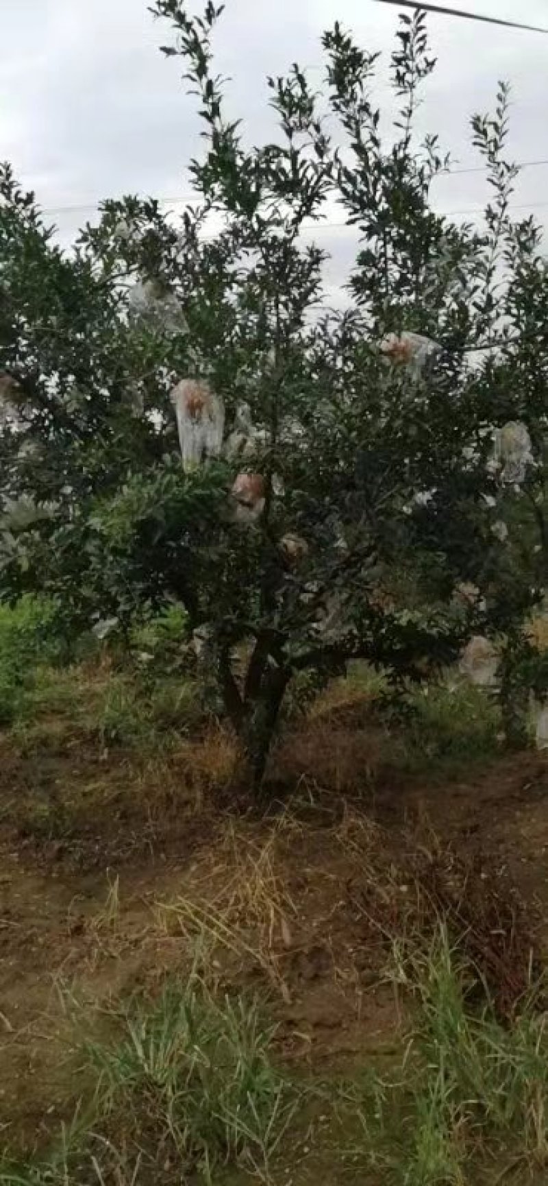 陕西西安精品独杆石榴树丛生独杆各种规格