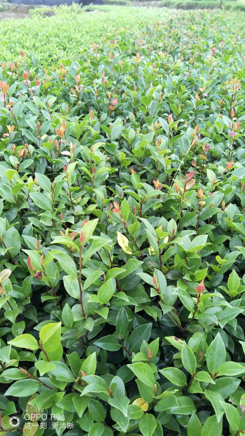 郴州精品茶梅批发农户直发运费自理