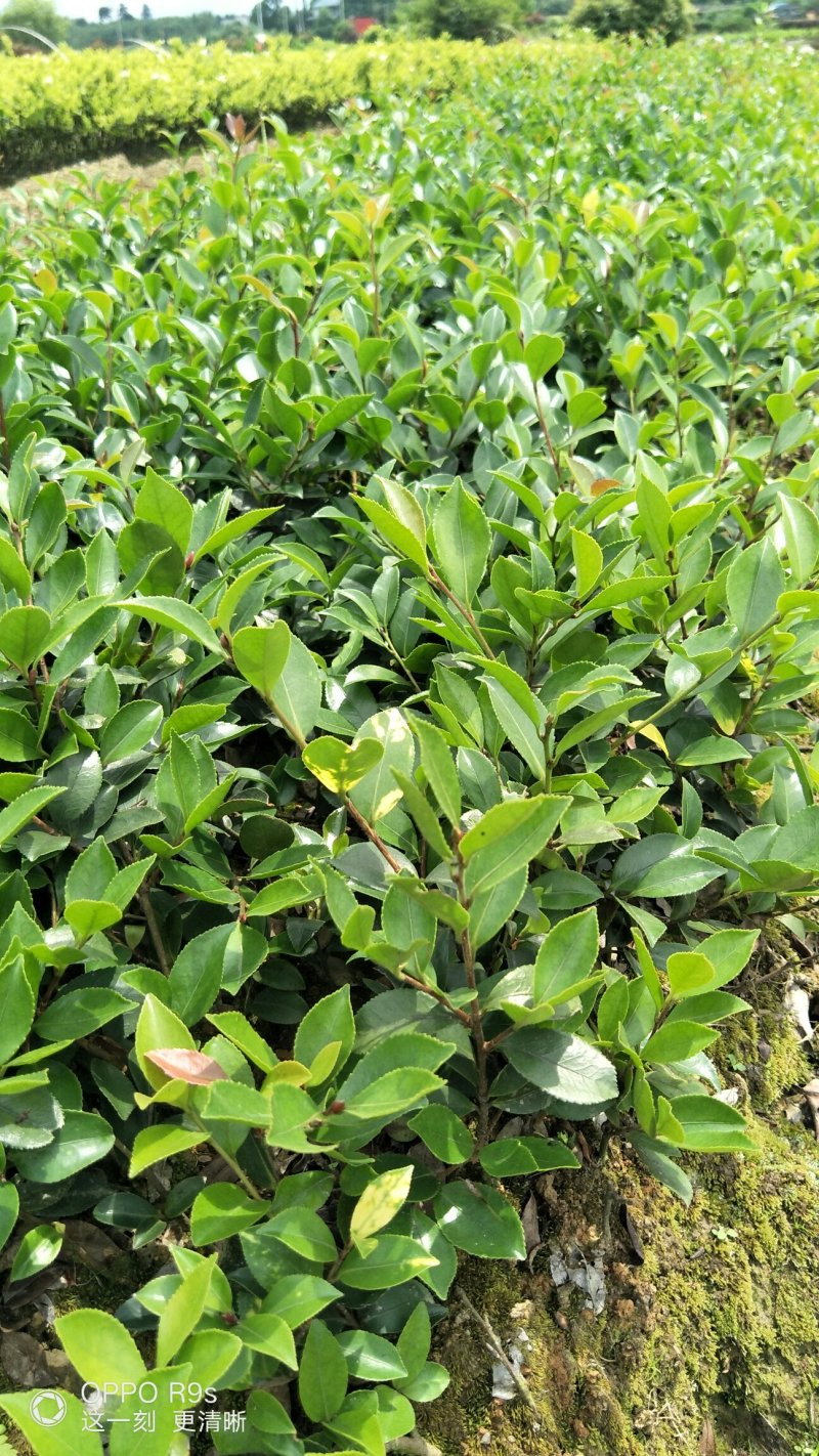 郴州精品茶梅批发农户直发运费自理