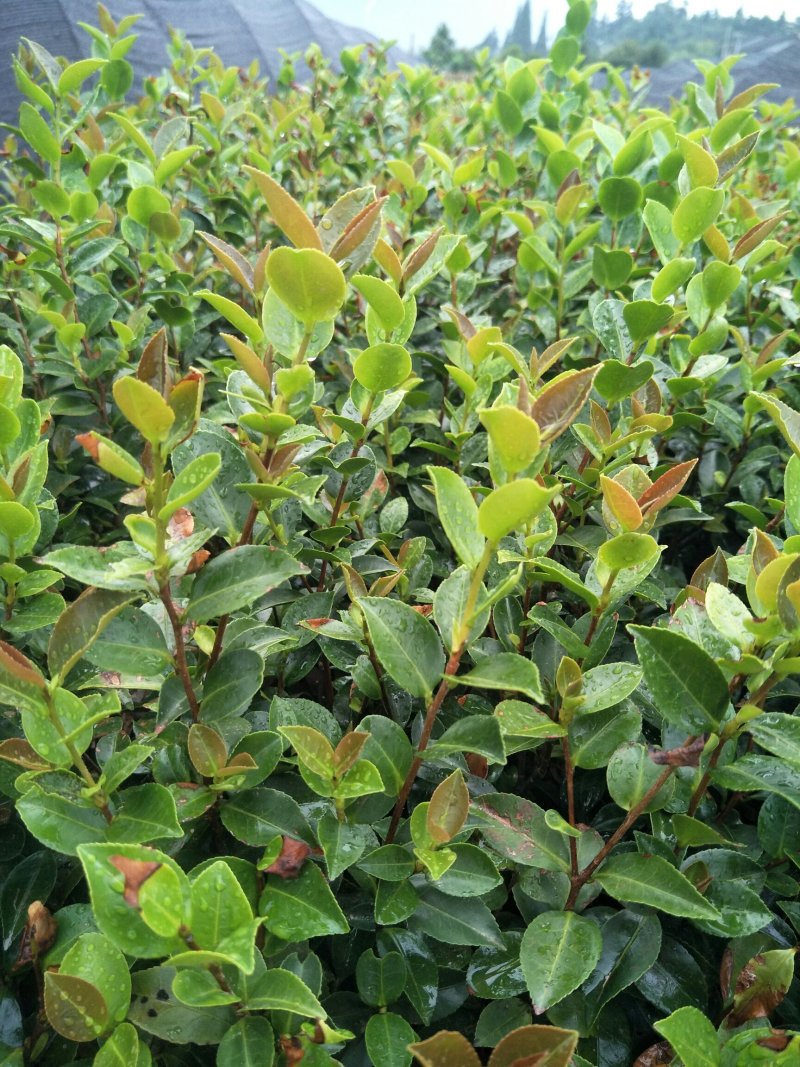 郴州精品茶梅批发农户直发运费自理